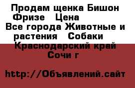 Продам щенка Бишон Фризе › Цена ­ 30 000 - Все города Животные и растения » Собаки   . Краснодарский край,Сочи г.